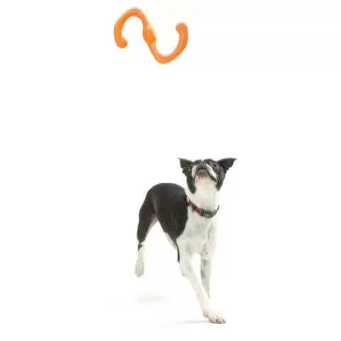 West Paw Design Zogo Flex Bumi Dog Toy delivered by Healthful Pets