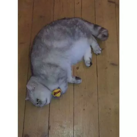 Yeowww my cats balls on sale
