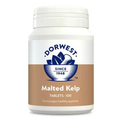 Dorwest slippery elm 2025