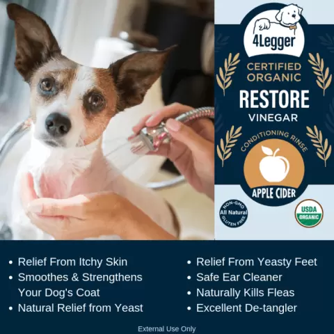 Itchy dog spray discount apple cider vinegar