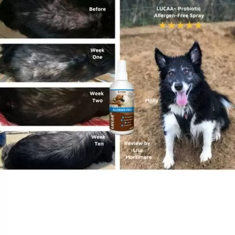Probiotics for dogs with sale allergies