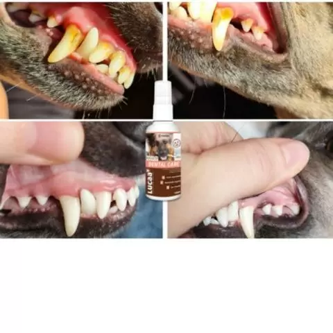 Pet dentist best sale probiotics