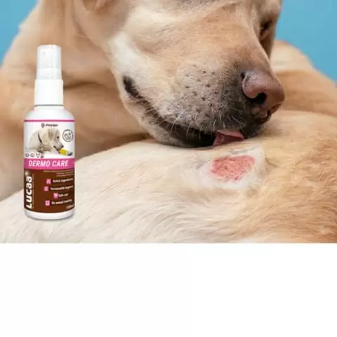 Dog wound care new arrivals