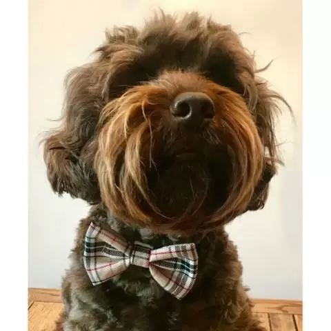 Burberry bow tie discount dog collar