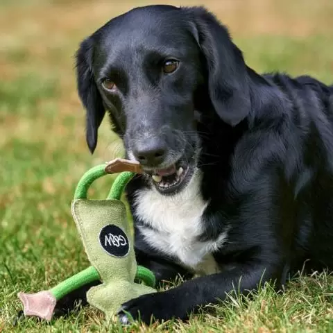 Retriever toy hotsell