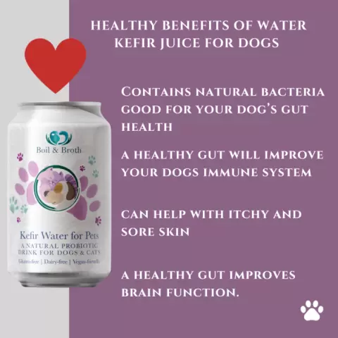 Kefir for dogs sales
