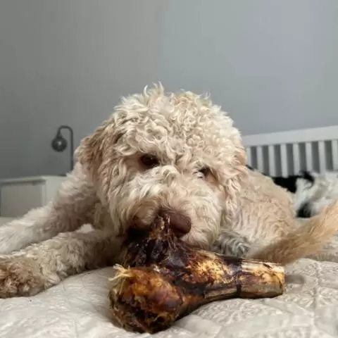 JR Pet Products Ostrich Knuckle Bone