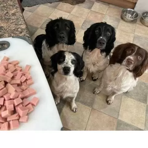 Is pate deals bad for dogs