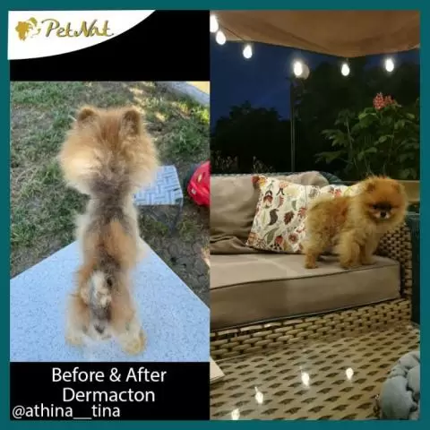 Dermacton spray for itchy dogs top