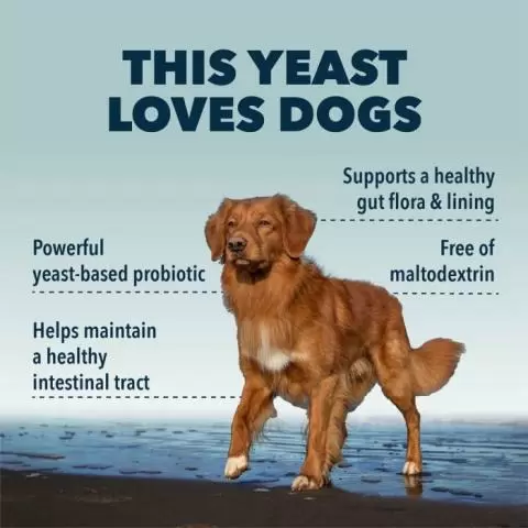 Probiotics for dogs with shop yeast problems