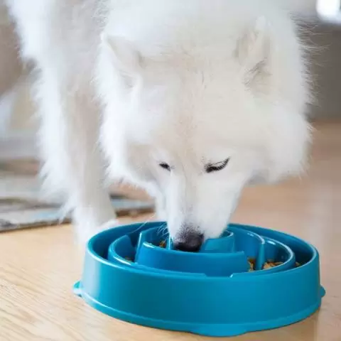 Outward Hound slow feed dog bowl Turquoise