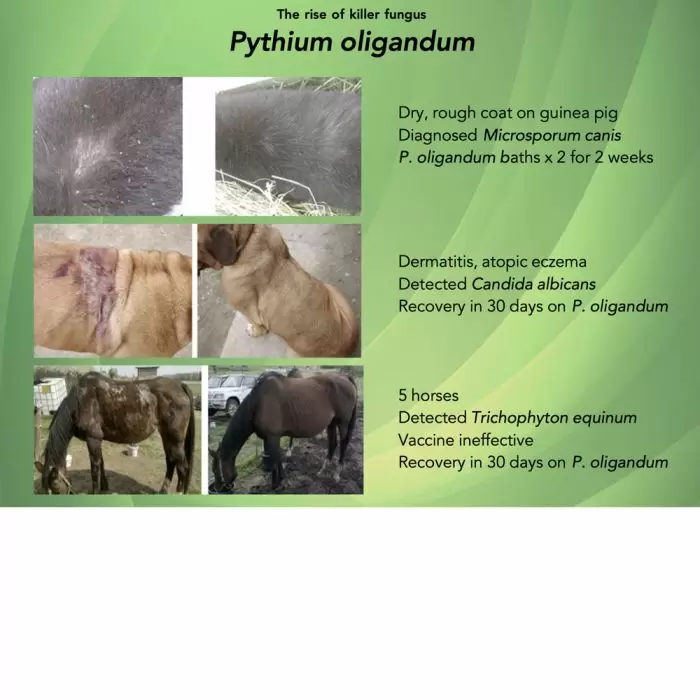 ProPythium Moisturising Oil 50ml 