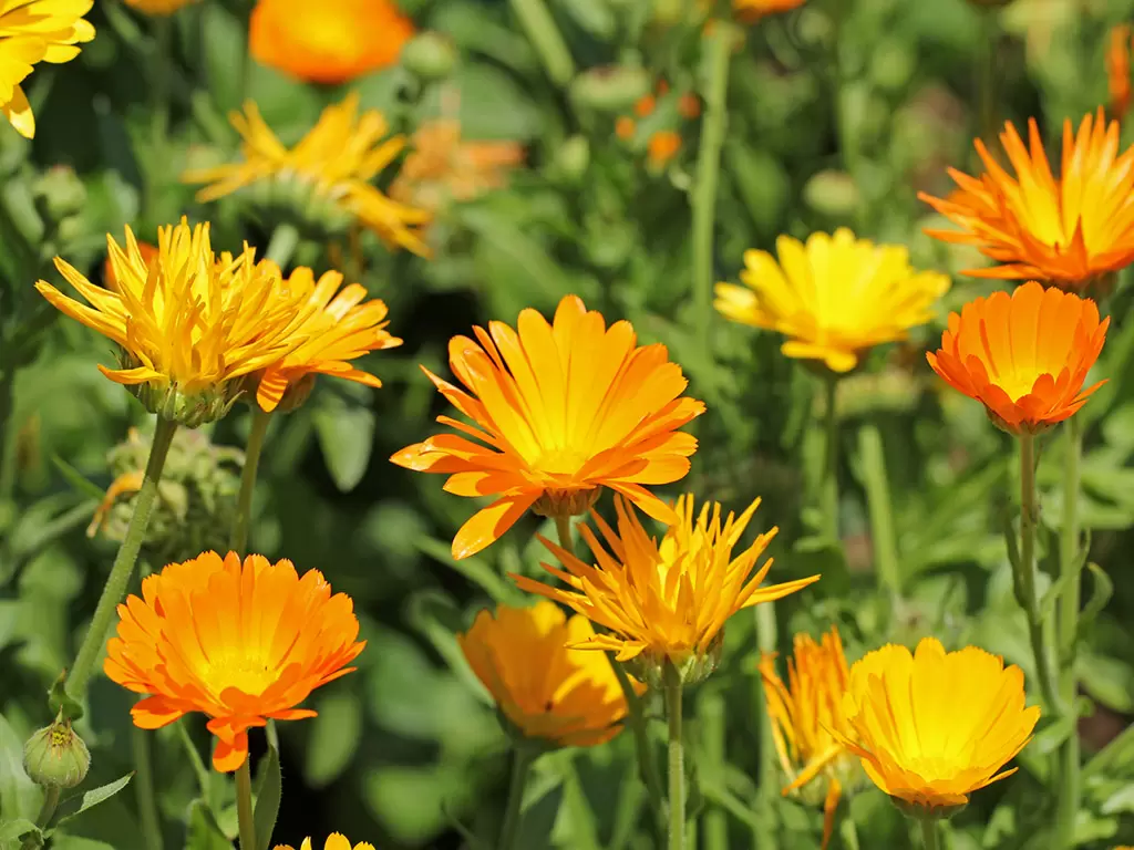 Calendula for Dogs