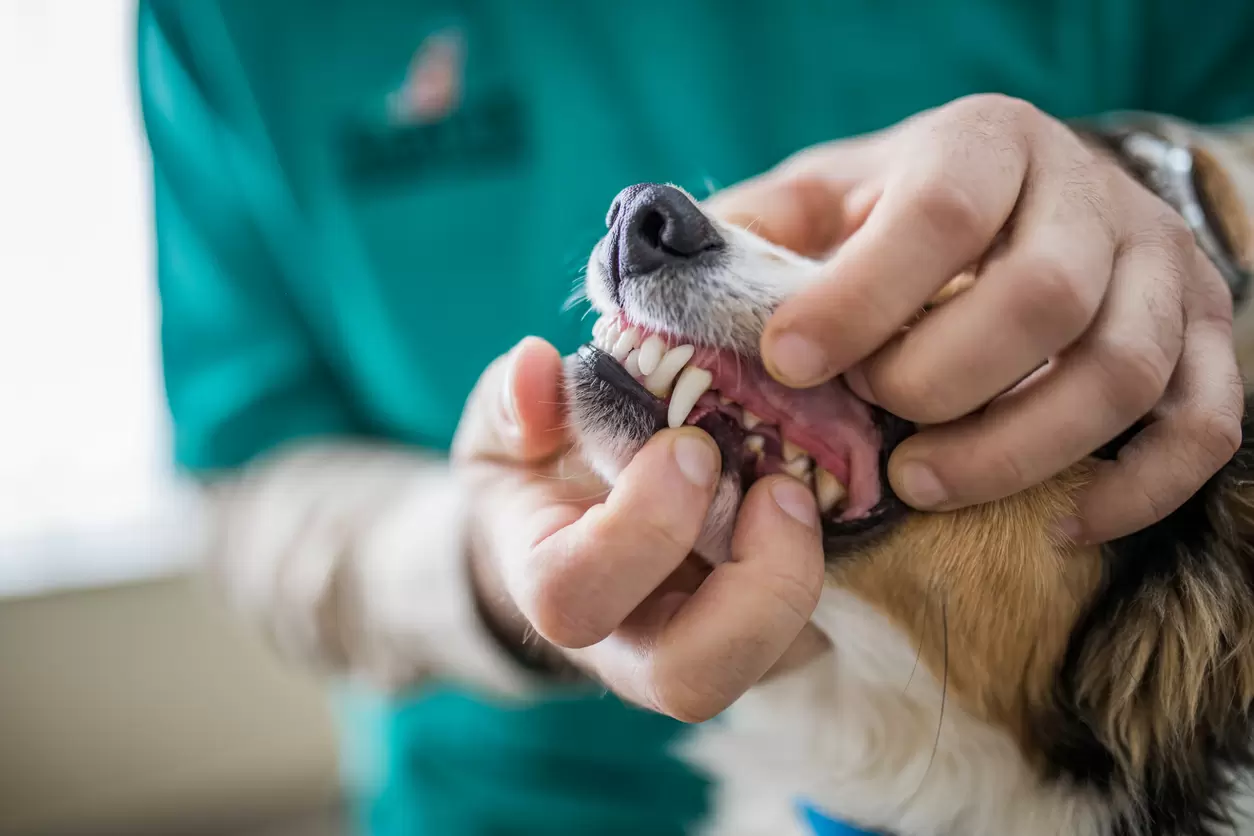 Natural Post Operative Care following Dental Extractions. By Vince the Vet