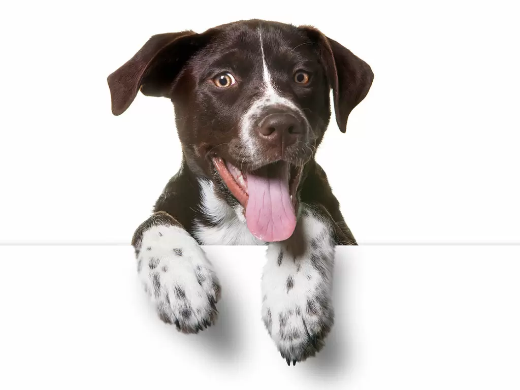 How to help your dog with itchy paws