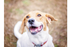 dog showing its teeth