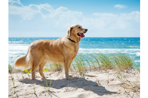 Golden Retriever on a beach in summer