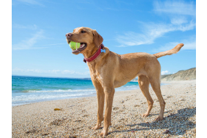 Can your dog sunburn? How to naturally protect your dog from the sun.