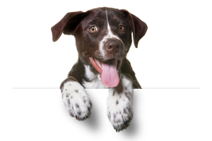 Brown Dog with his paws hanging over wall