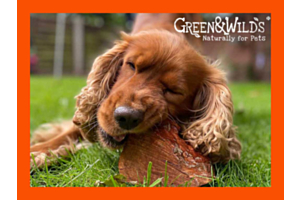 Dog Chewing a Green & Wild's Chewroot