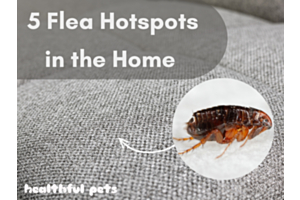 Detailed close up of textile, with an overlaid image of a close up flea