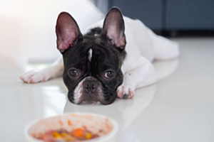 a French Bulldog off its food.