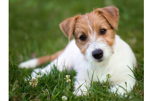 A puppy Jack Russell lying on the grass