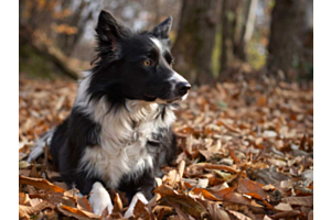 Collie Puppy lying on the ground on Autumn leaves
