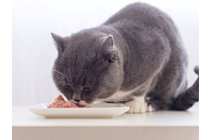 Grey cat eating food from dish