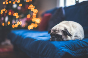 How to Keep Anxious Pets Calm Over Christmas