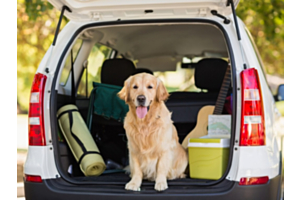 Golden retriever in car boot