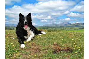 A border collie resting on the hill at Criccieth. 