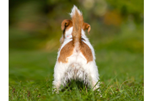 Dog showing his bottom and anal glands