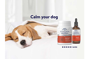 Dog relaxed with Dorwest Calming Supplements for Pets