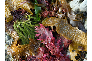 Brown (Phaeophyta), green (Chlorophyta) and red (Rhodophyta) seaweeds on the rocky shore of the Pacific Ocean at Kaioura, South Island, New Zealand.