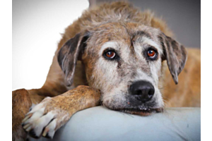 senior dog lying down