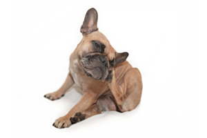Dog Scratching