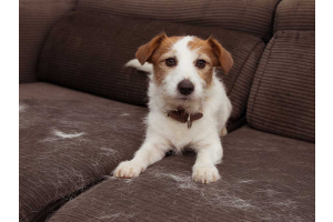 Dog on sofa with fur