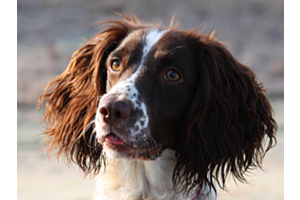 Spaniel with long ears
