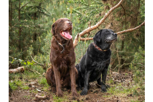 Two elderly dogs together in the woods