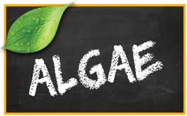 Algae pet products