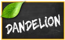 Dandelion pet products