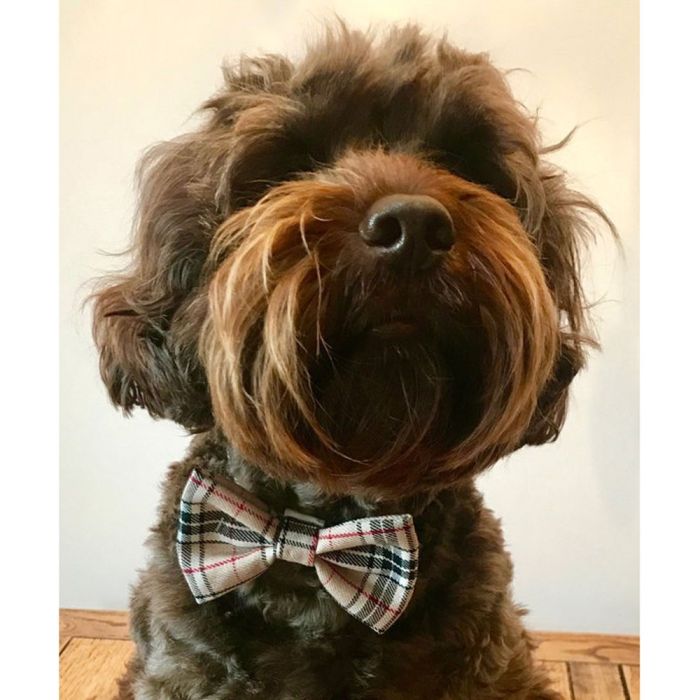 Albies Boutique Burberry Tartan Bow Tie