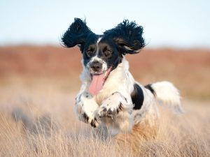 Lively Dog running