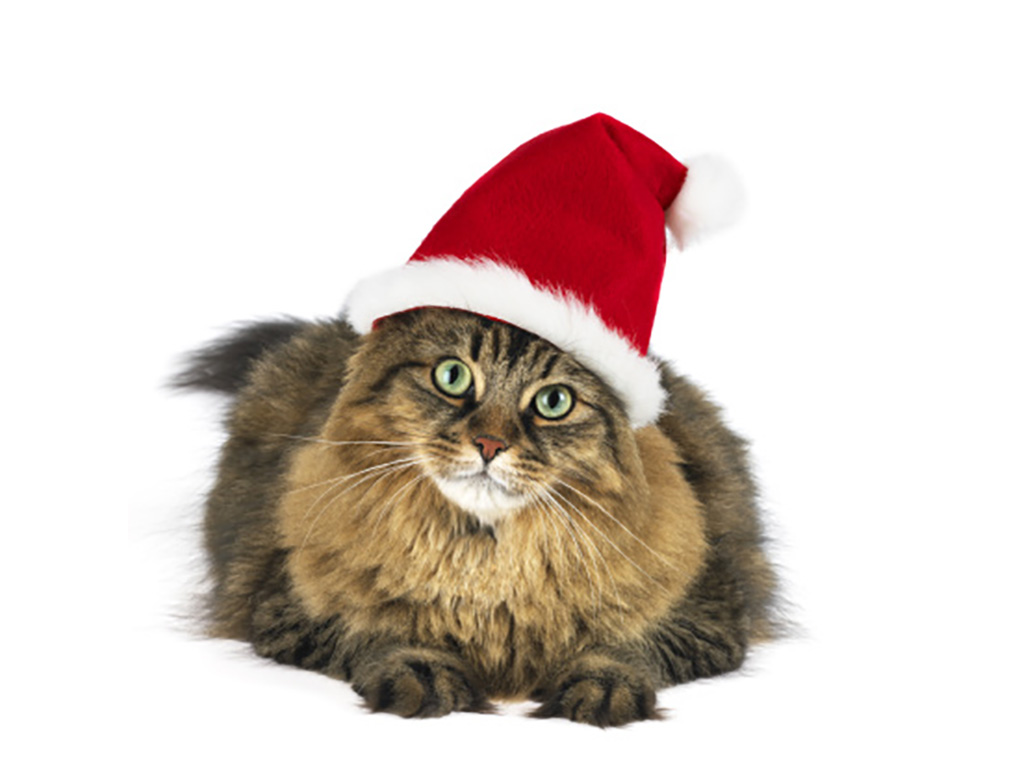 Christmas Gifts for Cats