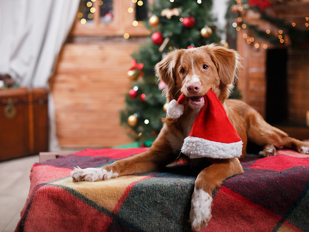 Christmas Gift Ideas for Dogs
