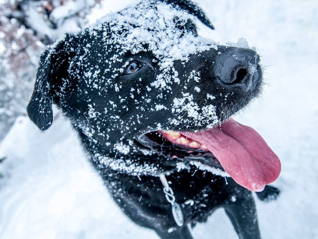 Tips for Winter Dog Grooming