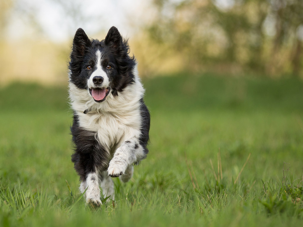 Dog Walking - The Benefits for your Pet...