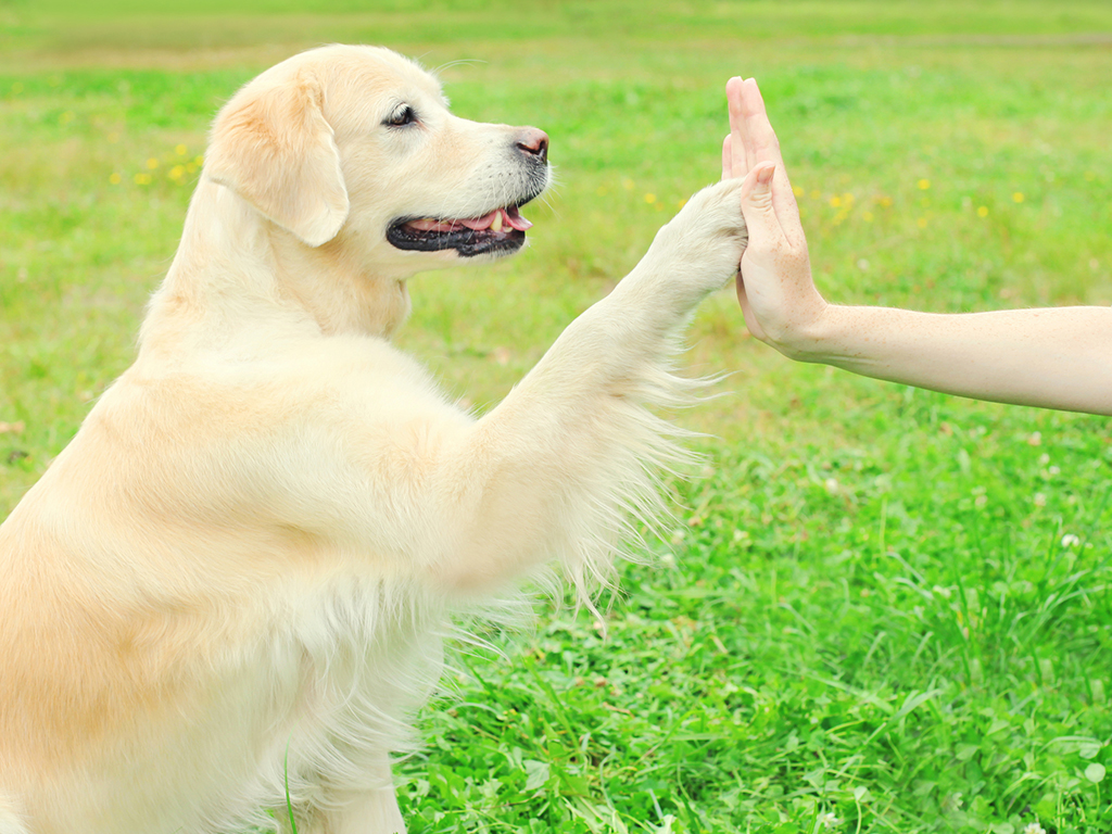 The 5 Benefits of Mental Exercise for your Dog