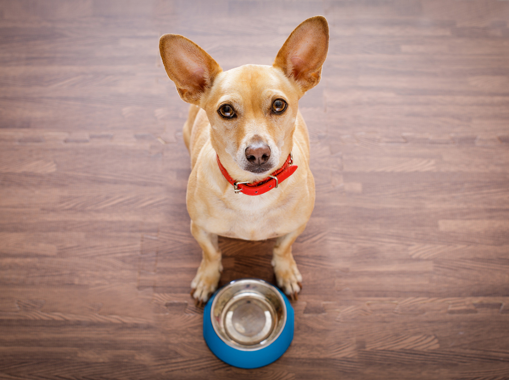 5 Top Tips For Slowing Down A Dog Who Eats Too Fast